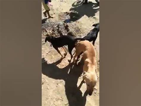 dog threesome sex|Gorgeous threesome with a couple and their pet.